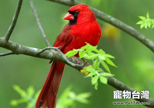 不同食性的鳥有何特點