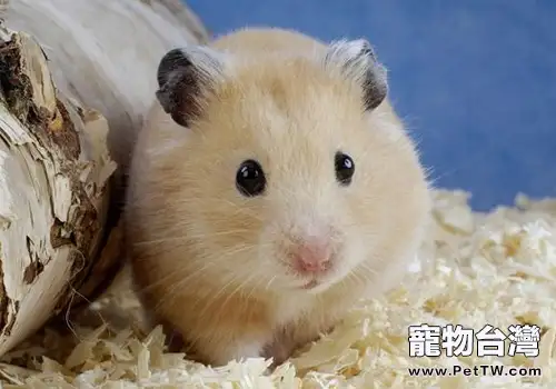 倉鼠食物選擇及餵食注意事項