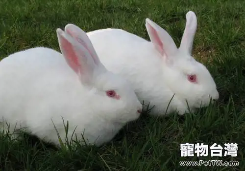 長毛兔可能出現的遺傳缺陷有哪些
