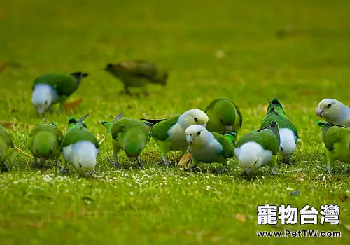 鸚鵡的常見寄生蟲病有哪些