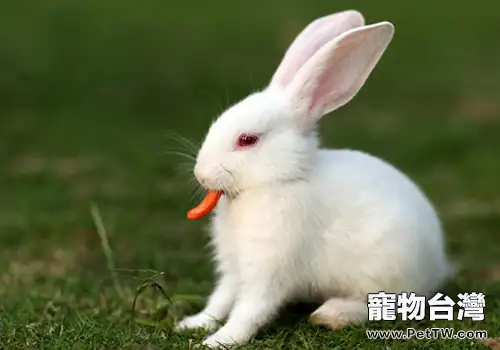 養兔是否有好的配方就一定能養好