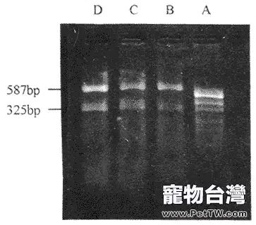 虎皮鸚鵡沙門氏菌的診斷