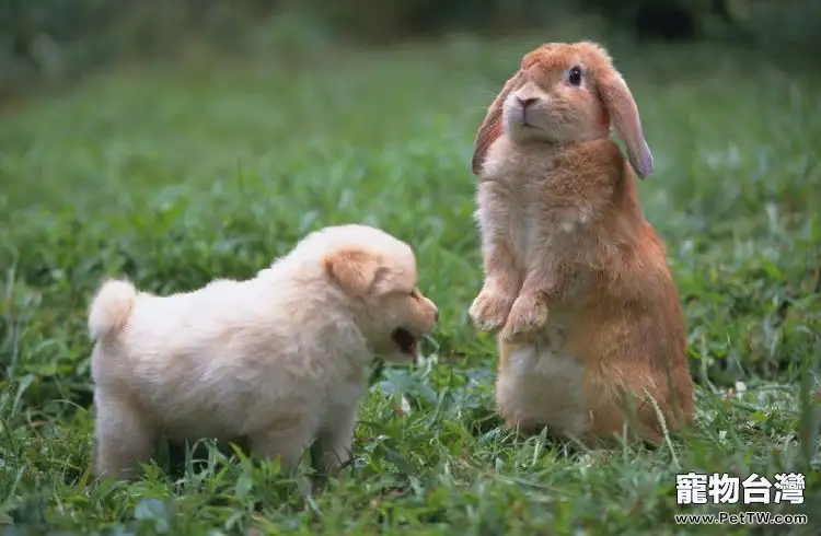飼養環境會影響兔兔呼吸系統