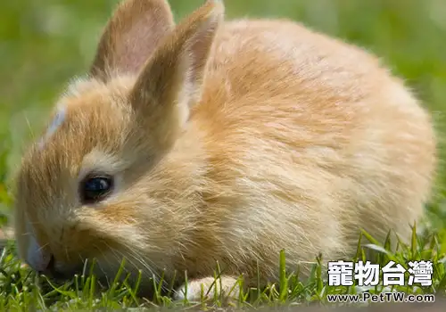 養兔的常見飼料種類有哪些