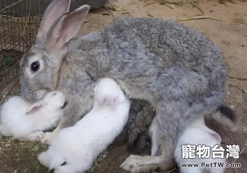 不同情況的母兔如何催乳