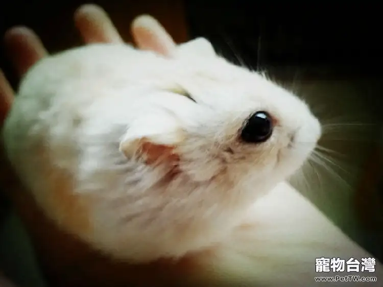 倉鼠牙齒需小心護理