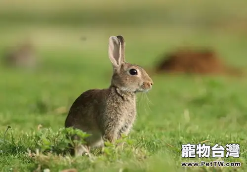 野兔的飼養要點