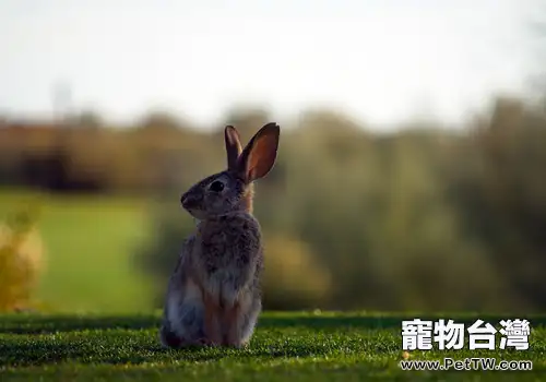 野兔的飼養要點