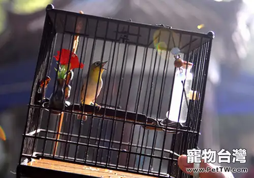 鳥兒腿部骨折怎麼辦(共2張圖片)-寵物台灣