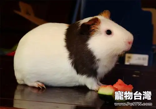 飼養豚鼠的優點(1圖)-寵物台灣