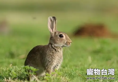 野兔與家養兔有何區別