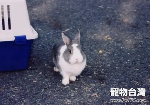 野兔與家養兔有何區別