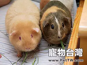 什麼是荷蘭豬?(1圖)-寵物台灣