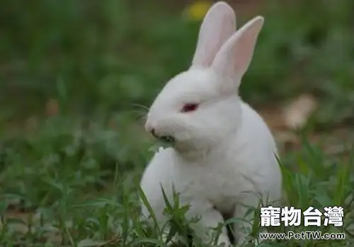兔子的口味是怎樣的