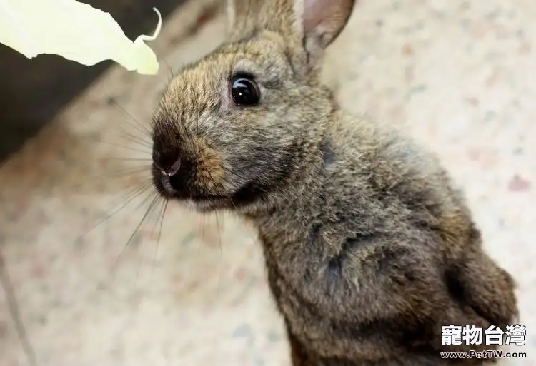 兔兔低血糖的防治