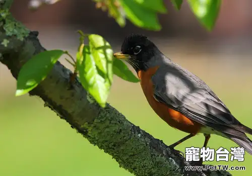 挑選鳥要注意哪些問題