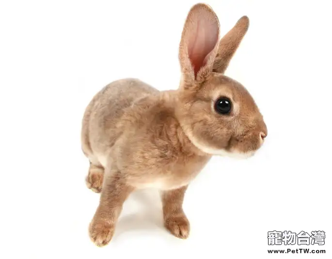 與兔兔親密相處的方法