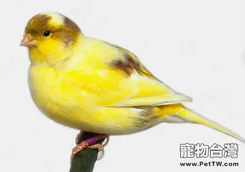 芙蓉鳥疾病的預防原則(共2張圖片)-寵物台灣