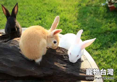 兔用藥的餵食方法