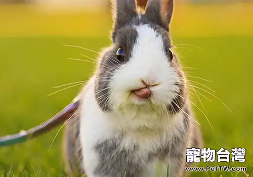 兔用藥的餵食方法