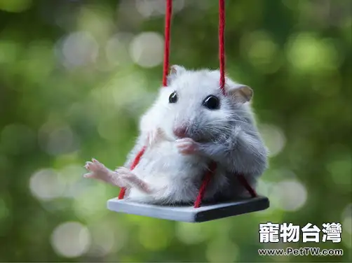 注意倉鼠的偽冬眠(1圖)-寵物台灣