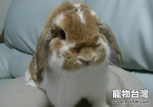 斷奶幼兔的飼養管理