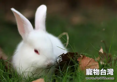 如何預防兔急性胃擴張