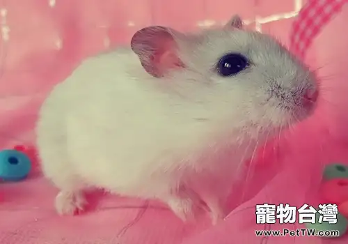 哪些因素會導致倉鼠得乳腺炎