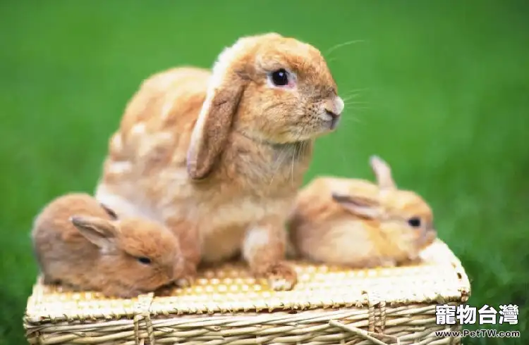 兔兔的球蟲病防治