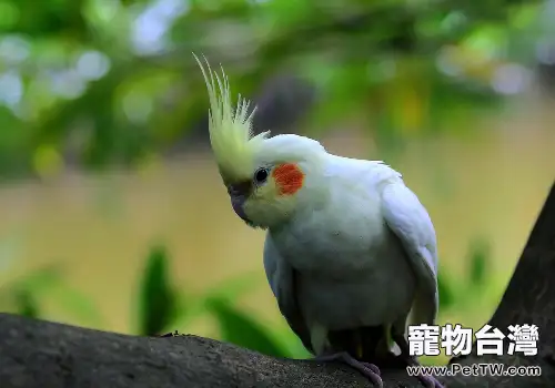 雞尾鸚鵡的飼養注意