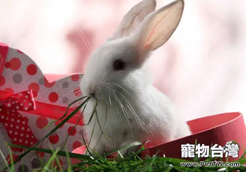 養兔常見問題問答(共3張圖片)-寵物台灣
