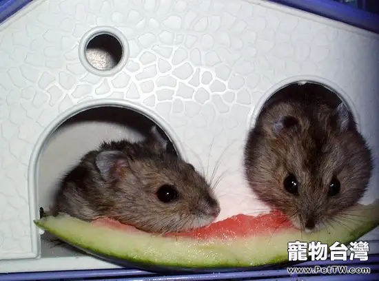 夏天倉鼠能吃西瓜消暑嗎