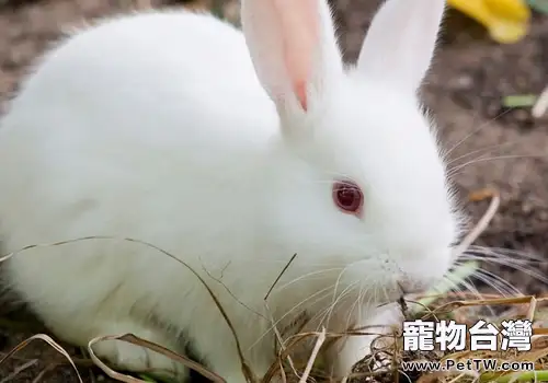 為何剛斷奶的幼兔易患病和死亡