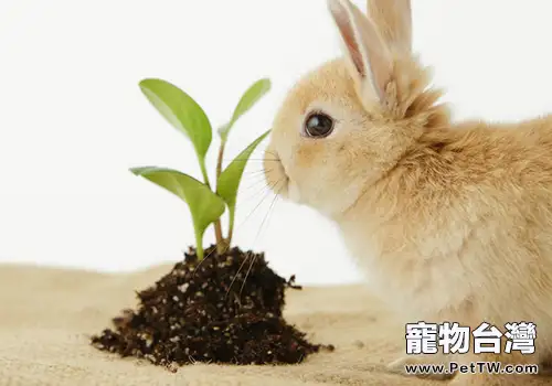 兔子常見中毒及處理