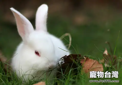 控制好兔子體重有哪些意義