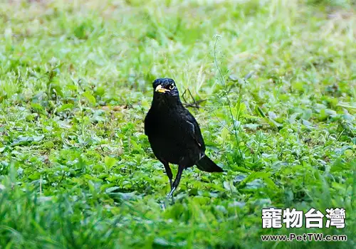 八哥鳥換毛期間注意什麼