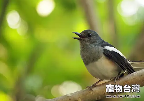 鳥的常見營養性疾病有哪些