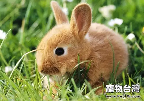 怎麼改善兔子陋習及和兔子玩耍