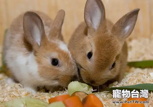 兔常見流行性疾病有哪些