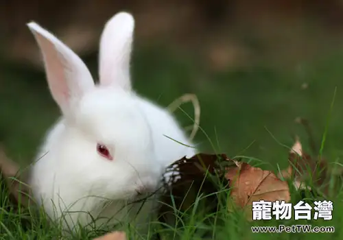 兔常見流行性疾病有哪些