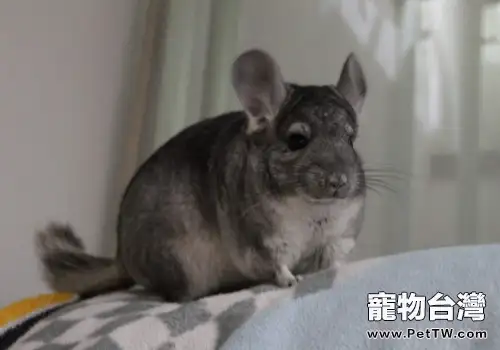 維生素C對龍貓有哪些作用