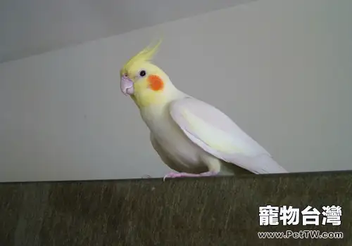 玄鳳鸚鵡易得的兩種疾病　