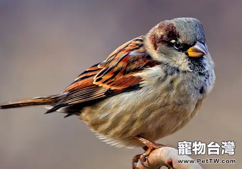 怎麼飼養撿到的小鳥