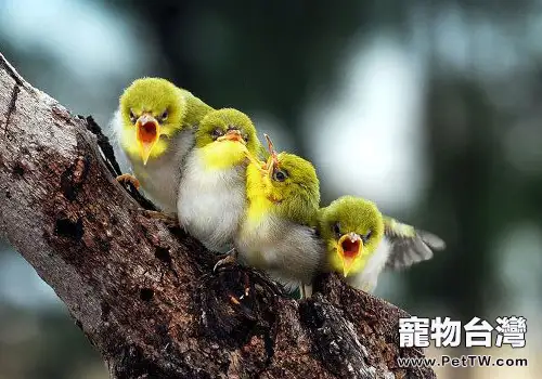 怎麼飼養撿到的小鳥