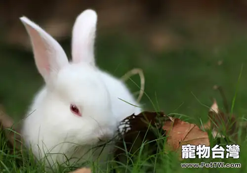 怎麼抱兔子