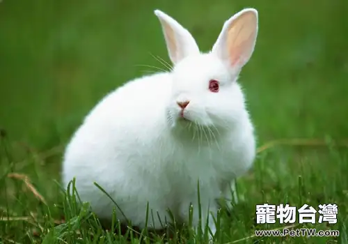 兔子牧草的選擇和保存