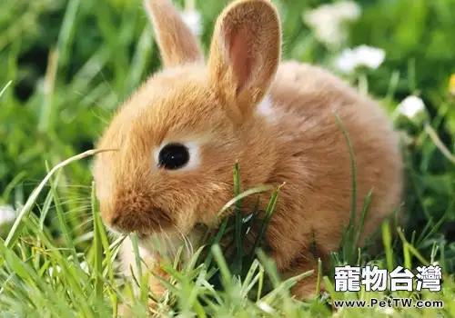 兔子牧草的選擇和保存