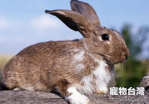 兔子足部破潰有臭味怎麼辦