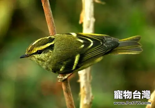 飼養黃腰柳鶯要注意哪些問題