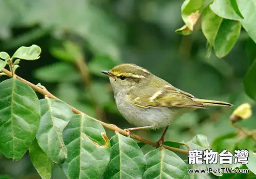 飼養黃腰柳鶯要注意哪些問題